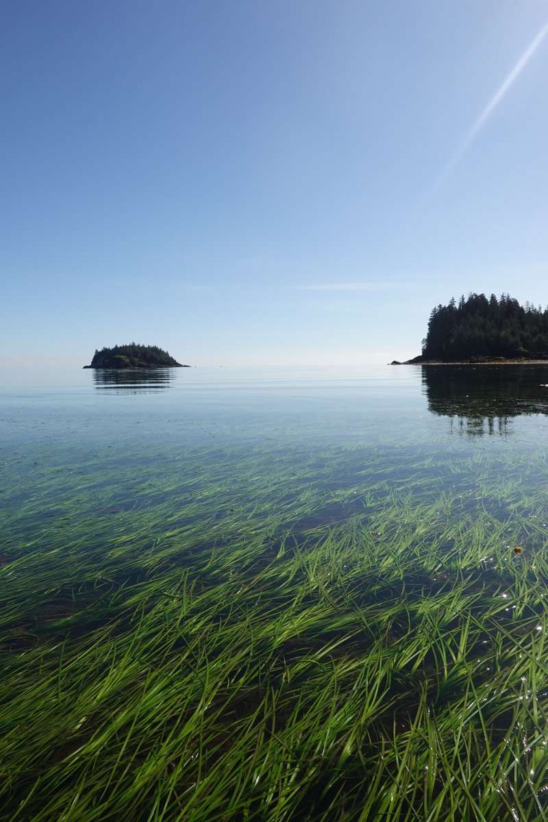 K_aay Llnagaay... one of the most beautiful places in the world! Can you believe this view is just steps from our classroom? 🌱💜

#UBC #Forestry #HaidaGwaii