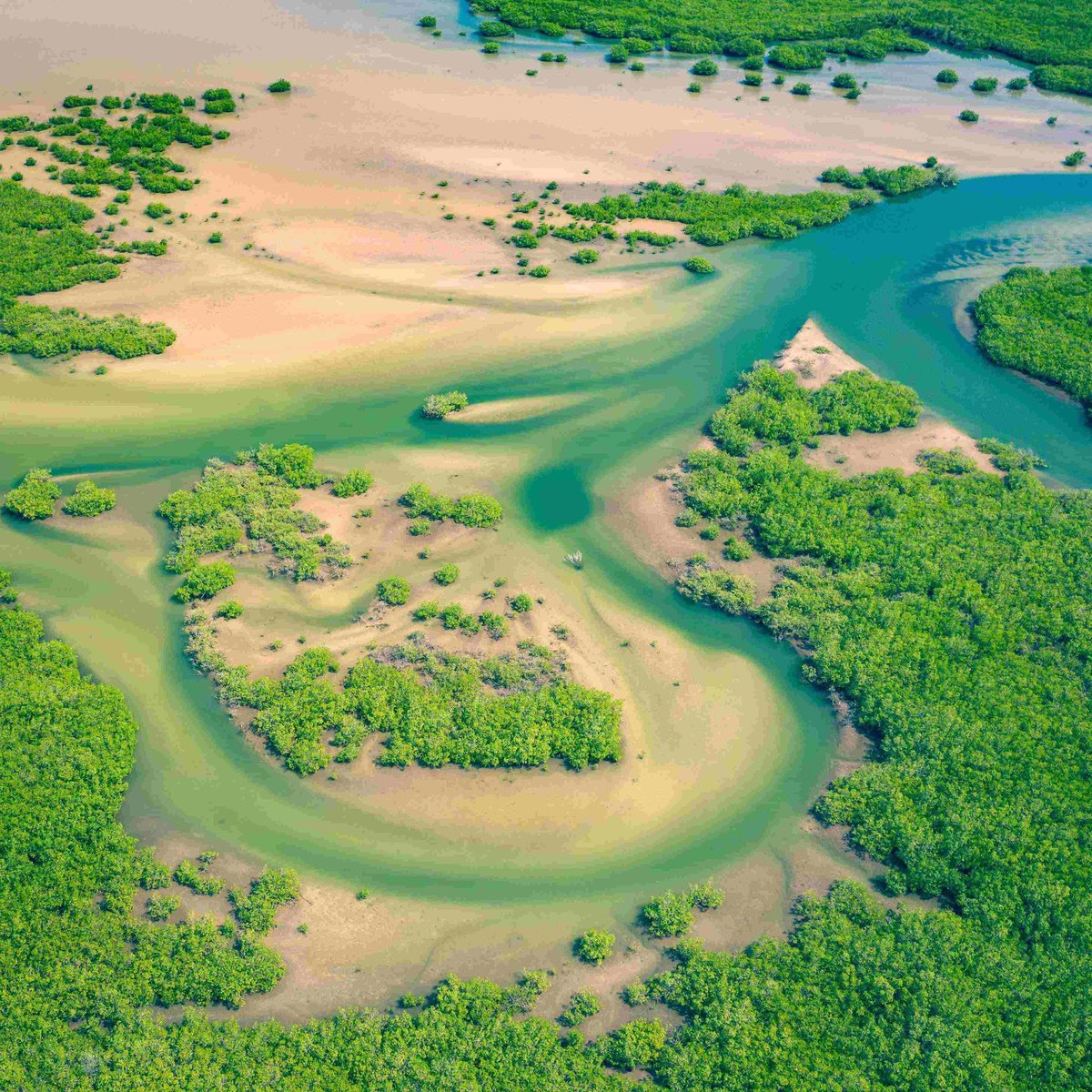 UNBiodiversity's tweet photo. 🌍🌿 Experts at the #NAbSA Dialogues underscored the critical link between #biodiversity and #ClimateResilience. 

Protecting biodiversity isn't just about conservation—it's about securing our future against climate change impacts. 

https://t.co/keJG0WDMHU

Via @IUCN https://t.co/Bod4WcB1nU