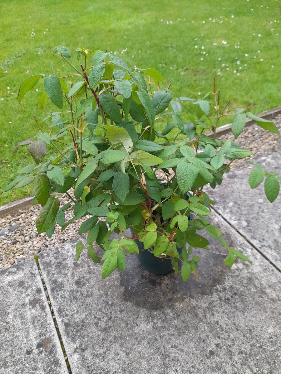 Retirement do tomorrow. Meanwhile the multi-signed cards have arrived...
#deeplytouched