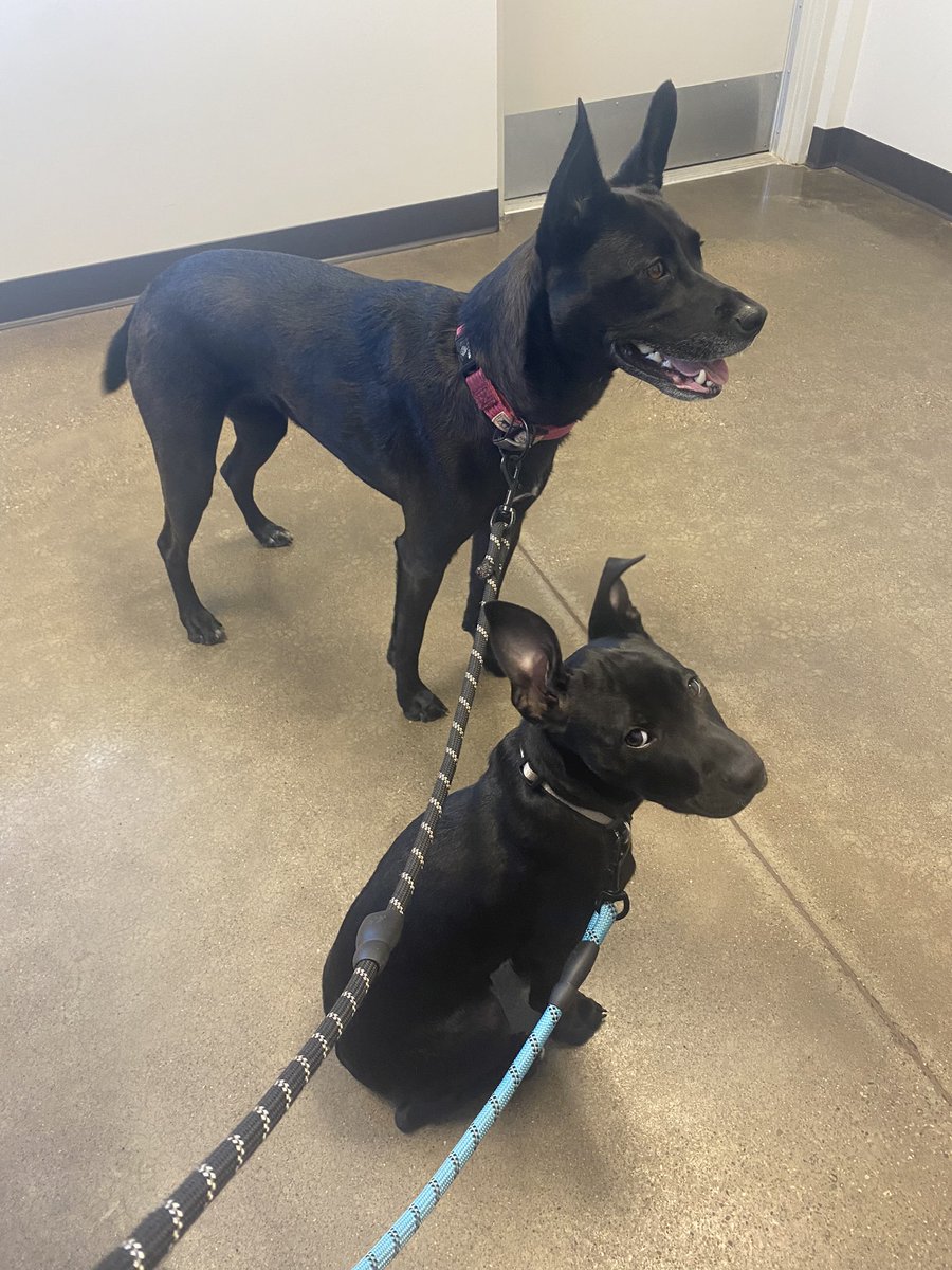 LilyCooper21's tweet photo. Lenny is thrilled by the vet so far 😂 https://t.co/mTT25NjyF9