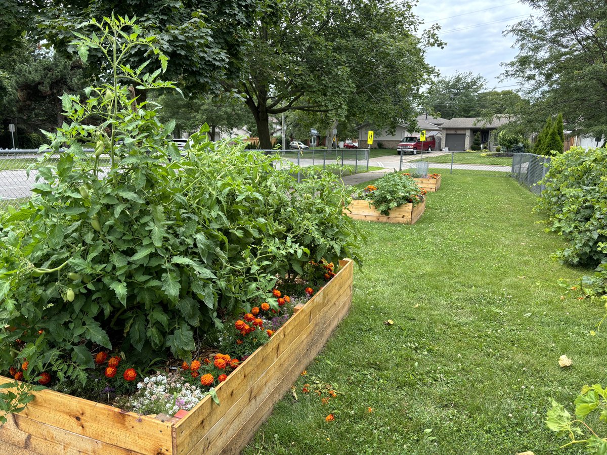 MrPaulFerrara's tweet photo. Our @PineGrovePS community garden is thriving! Thank you to all of our students &amp; families who are continuing to take care of our gardens over the break! 🍅🍓🫐🥔#DSBN https://t.co/gpMmRb9cWz