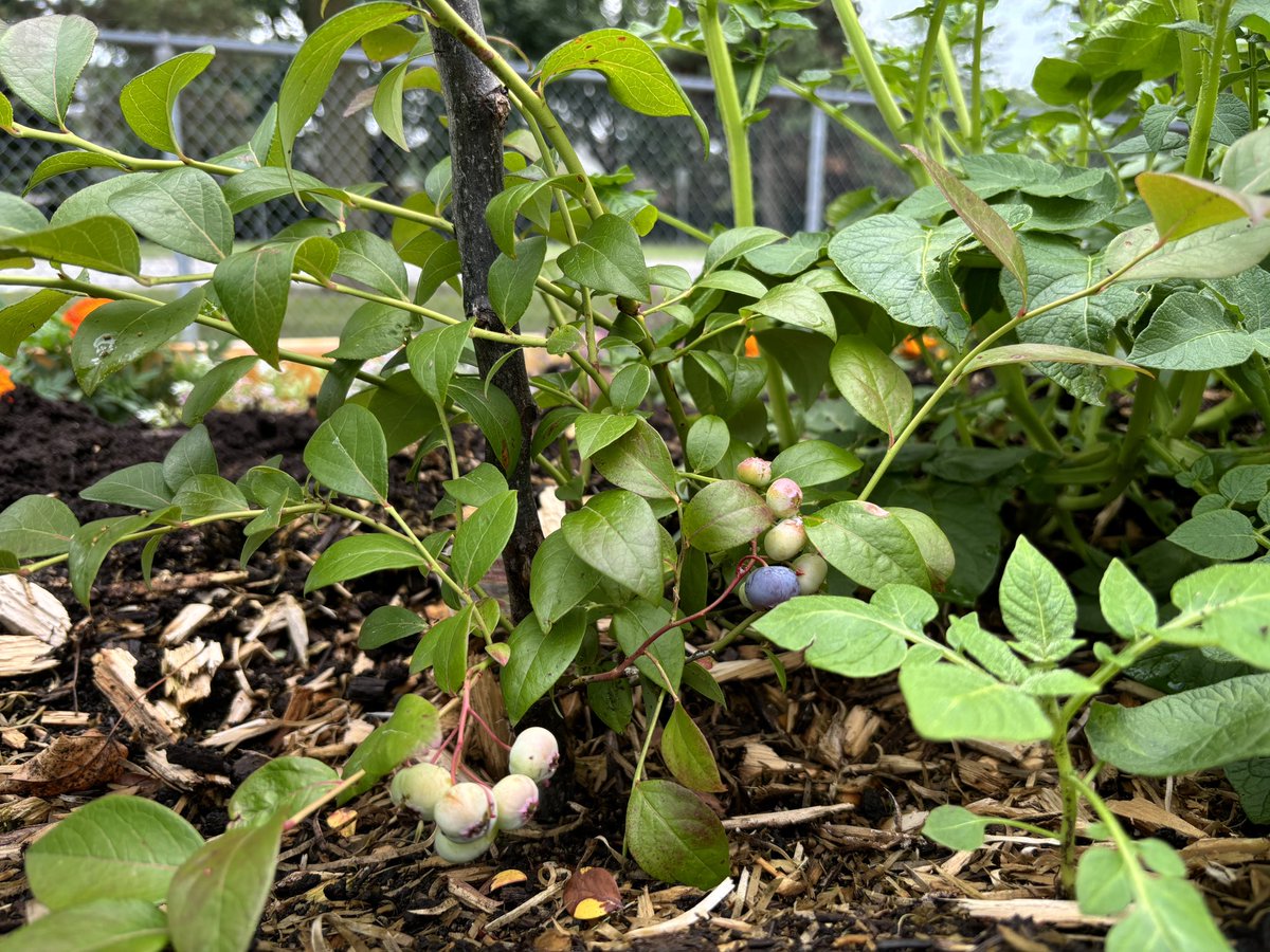 MrPaulFerrara's tweet photo. Our @PineGrovePS community garden is thriving! Thank you to all of our students &amp; families who are continuing to take care of our gardens over the break! 🍅🍓🫐🥔#DSBN https://t.co/gpMmRb9cWz