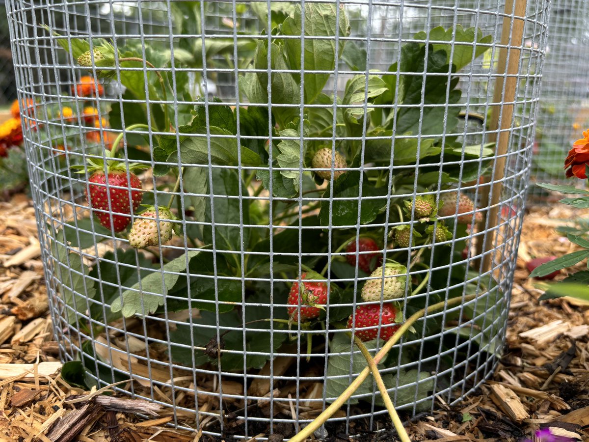 MrPaulFerrara's tweet photo. Our @PineGrovePS community garden is thriving! Thank you to all of our students &amp; families who are continuing to take care of our gardens over the break! 🍅🍓🫐🥔#DSBN https://t.co/gpMmRb9cWz