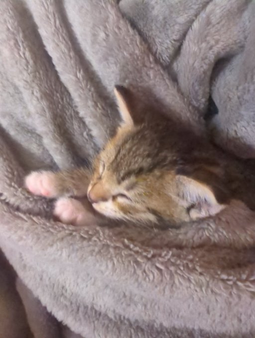 Between taking care of this angel &amp; packing for Florida a bitch is BUSY! https://t.co/rc8yP7BkUV<a href="/tag/mvsales"class="tags"><span>#mvsales</span></a>