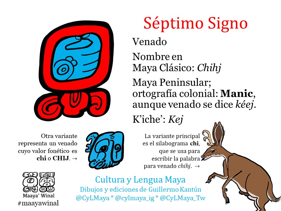 CyLMaya_Tw's tweet photo. @KantunAhau Hoy 18 de julio de 2024 es 6 Chihj, Máanik o Kej, séptimo día del Maaya' Winal. Es el día venado.  Dibujos y ediciones de @KantunAhau
.  
#maya #mayan #tzolkin #cholqij #nahuales #tzolkinmaya #nawal #nahual #chij #manik #kej #keej #ceh #venado #maayawinal https://t.co/A1vYK9x0oT