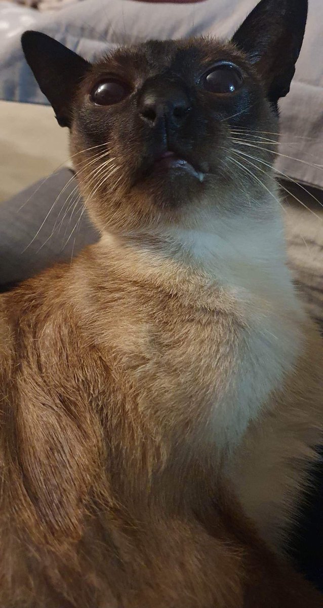 LHD_art's tweet photo. Diego is unimpressed with us staying up all night for the @TheEDSociety #GLC2024 but he’s always there with me pulling faces https://t.co/6OwI2u7rqh