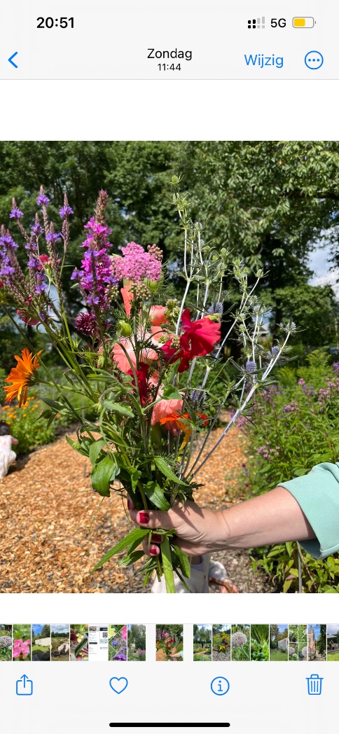 Kom je zondag tussen 11-13 uur ook je eigen (gifvrij geteelde) boeket plukken? 5,50 voor 15 stelen en dit kan het resultaat zijn 🌸. @030Natuurlijk @GMJD030