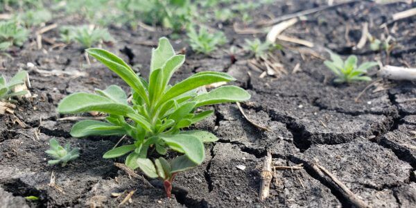 RealAgriculture tweet media