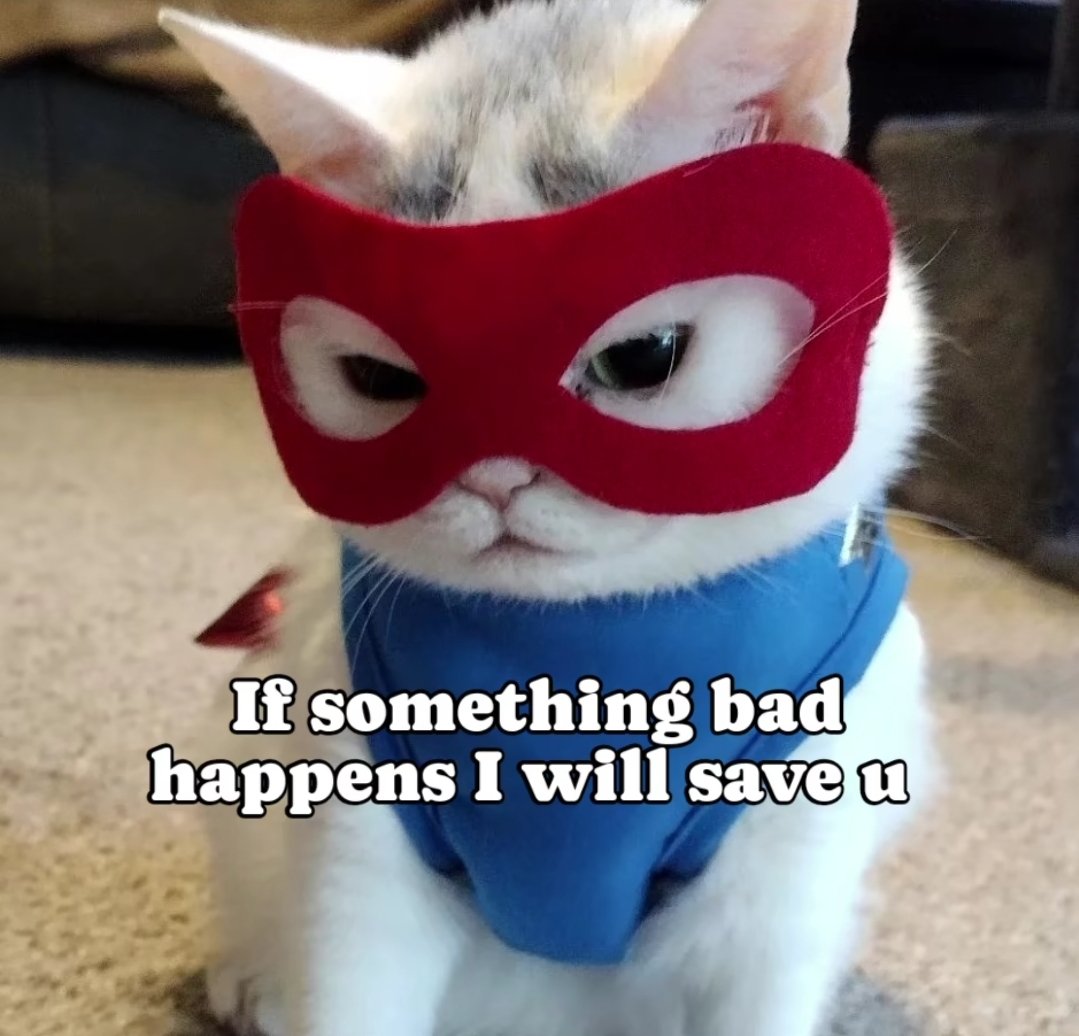 Catsillyness's tweet photo. Our hero https://t.co/OG8Pr1jtPA