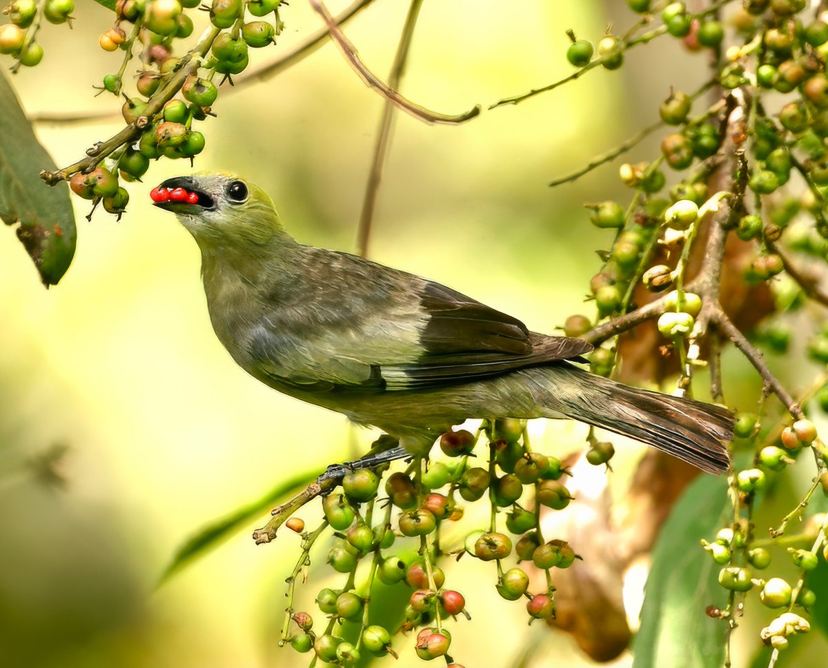 Joe Tobias (@ja_tobias) on Twitter photo Fresh out in <a href="/ScienceMagazine/">Science Magazine</a>: a fun collaboration with Lucas Martins & others showing that frugivorous birds have narrower and more optimized niches towards the edge of their geographical ranges. 1/3 science.org/doi/10.1126/sc… Fresh out in <a href="/ScienceMagazine/">Science Magazine</a>: a fun collaboration with Lucas Martins & others showing that frugivorous birds have narrower and more optimized niches towards the edge of their geographical ranges. 1/3 science.org/doi/10.1126/sc…