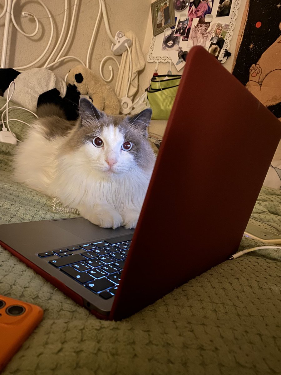 comatsucoraline's tweet image. Это крик о помощи — прямо сейчас я вынуждена продавать рабочий ноутбук, последнее, что меня кормит, потому что боюсь остаться с питомцами на улице
Меня уволили, везде одни отказы
Я не справляюсь
Пожалуйста, помогите

2204240134258690

Ниже будет моя история