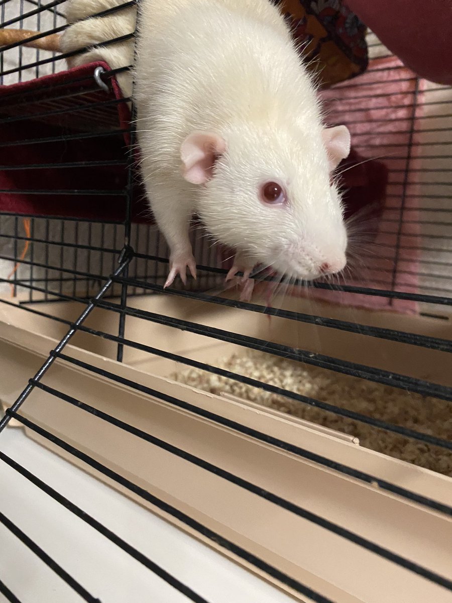 comatsucoraline's tweet image. Это крик о помощи — прямо сейчас я вынуждена продавать рабочий ноутбук, последнее, что меня кормит, потому что боюсь остаться с питомцами на улице
Меня уволили, везде одни отказы
Я не справляюсь
Пожалуйста, помогите

2204240134258690

Ниже будет моя история