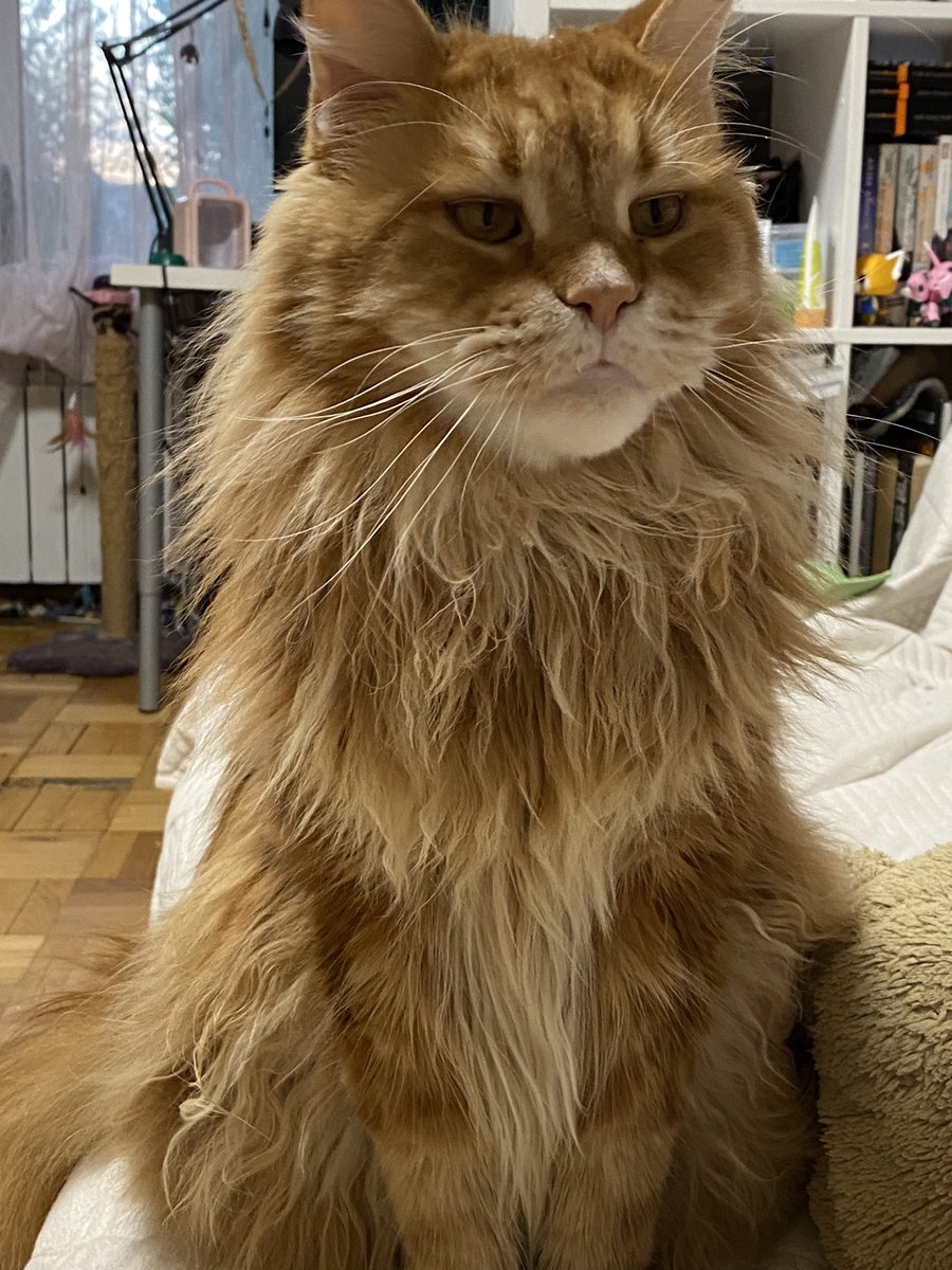 comatsucoraline's tweet image. Это крик о помощи — прямо сейчас я вынуждена продавать рабочий ноутбук, последнее, что меня кормит, потому что боюсь остаться с питомцами на улице
Меня уволили, везде одни отказы
Я не справляюсь
Пожалуйста, помогите

2204240134258690

Ниже будет моя история