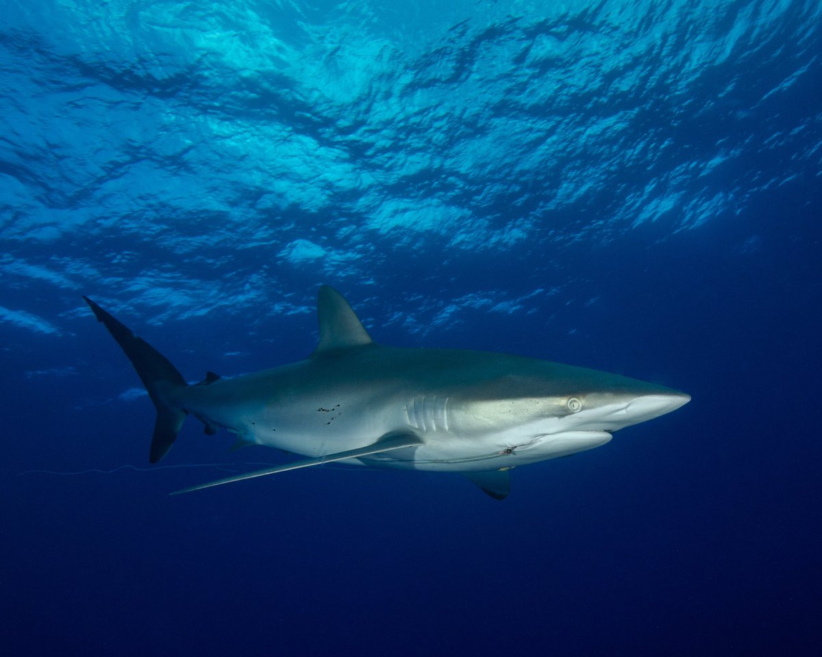 Silky sharks (Carcharhinus falciformis) are a common sight in tropical and subtropical waters, including Florida. Known for their smooth skin and sleek bodies, these sharks are often seen with hooks in their mouths, as fishing activities in the area are frequent.