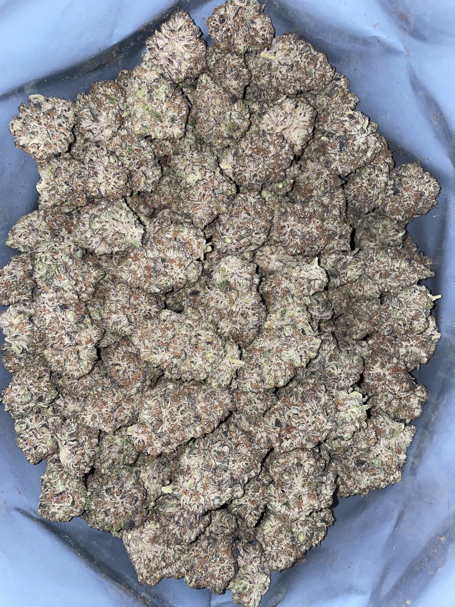 K-MINTZ 💎🤤
(Zkittlez x Kush Mints)