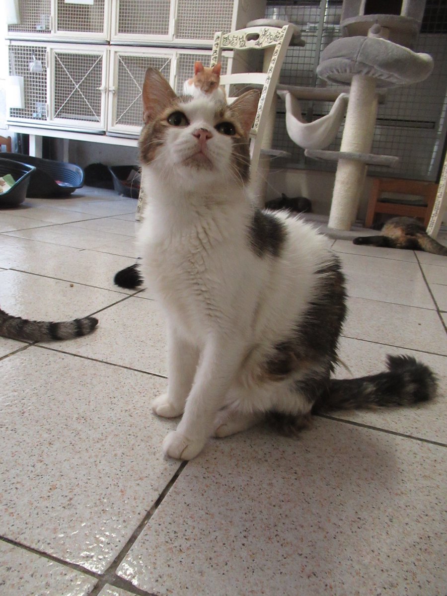 Athena, fully formed, springing from the brow of Zeus, as performed by Napoleon &amp; Tyrone at the Gatti Argentina , Rome, this afternoon.
#cats #classicalreception <a href="/uowclassics/">Classical Studies@University of Winchester</a> <a href="/rogueclassicist/">rogueclassicist ~ david meadows</a>  #Rome #mythology