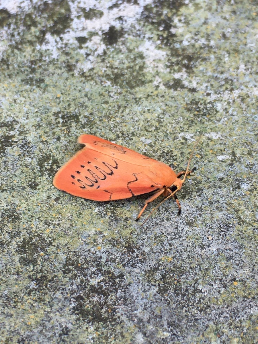 OwainGabb's tweet photo. New for the year: Piniphila bifasciana, rosy footman, yellow-tail and Celypha aurofasciana. #Glamorgan #Gower #Moths #MothTrapping. 68 moths of 43 species captured. Corrections welcome https://t.co/OVh0kNgABa