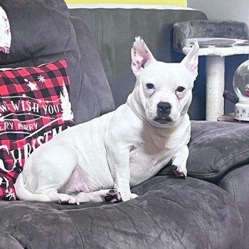 millypod1's tweet photo. ANGEL HOME SAFE. THANKS FOR RT'sπππΎ
π18 JUL 2024 #Lost ANGEL #ScanMe
YOUNG White Staffordshire Bull Terrier X PUG Female Obsdale Road #Alness #Scotland #IV17 https://t.co/mxPQSdhEzO https://t.co/5XJye9zOfk