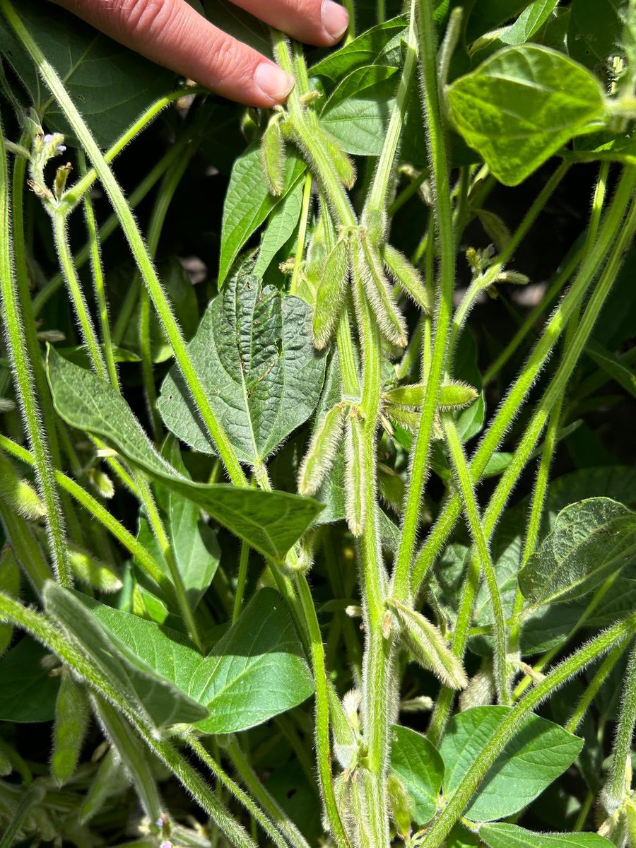 Estado de la soja al día de hoy, región central de Illinois.
Todos los lotes en estadio fenológico de R5, con humedad plena y sin problemas de plagas, enfermedades o malezas.