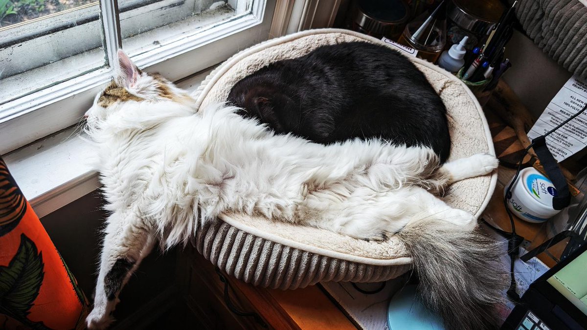 A little feed cleanse of my cats being their truest selves.

#JuniJoan #georgtheminiaturecat