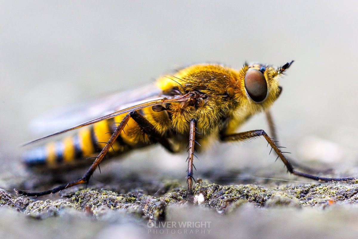 Oliver C Wright tweet media