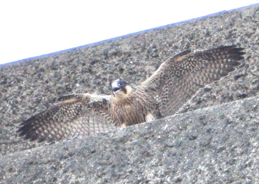 I had intelligence that there were no juvenile peregrine this year. Evidently this is wrong as I spot one today. This one is soon to fledge.