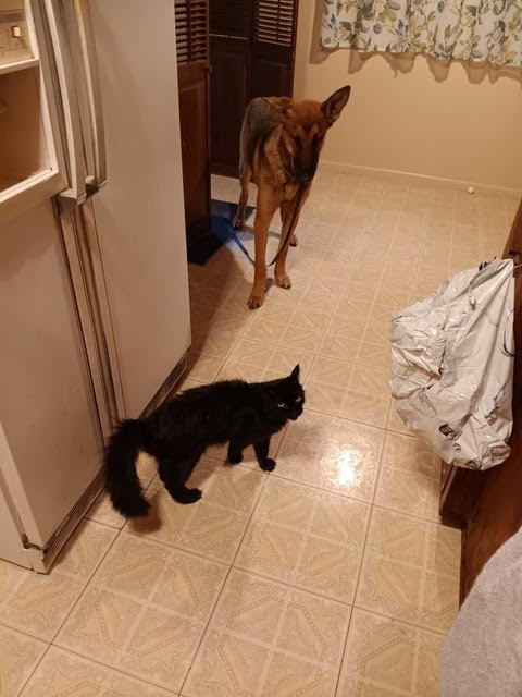 Keith Olbermann's Dogs tweet media