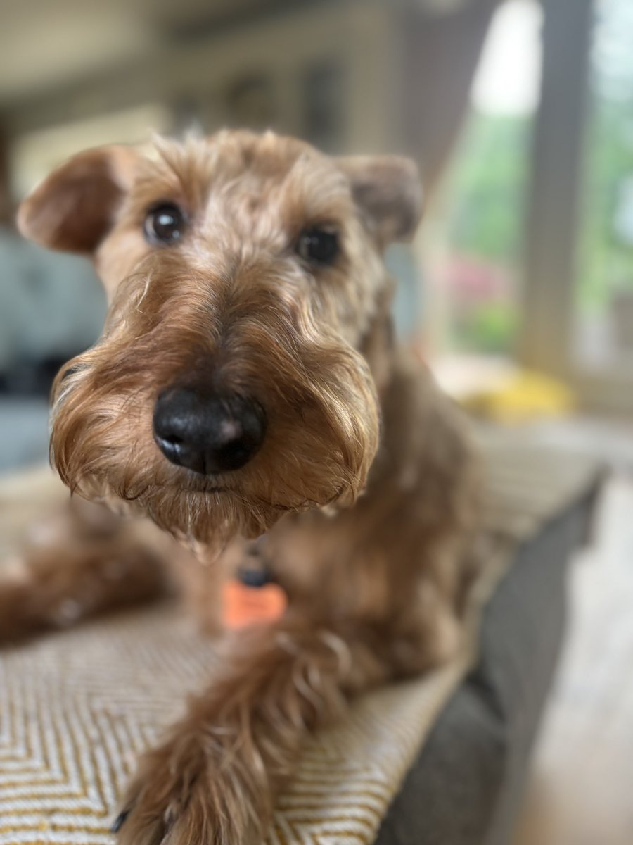 Just popping on with me new doo to say hope you’re all good. Trying to keep up with all your news - tell me what’s new with you 🐾#dogsoftwitter #newshound #furpals