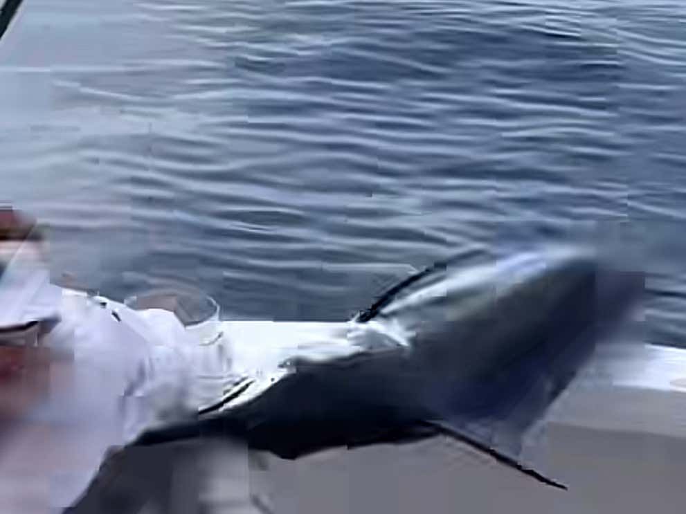 A Swordfish Almost Took A Guy’s Head Off In A WILD Video buff.ly/4d6kdNx
