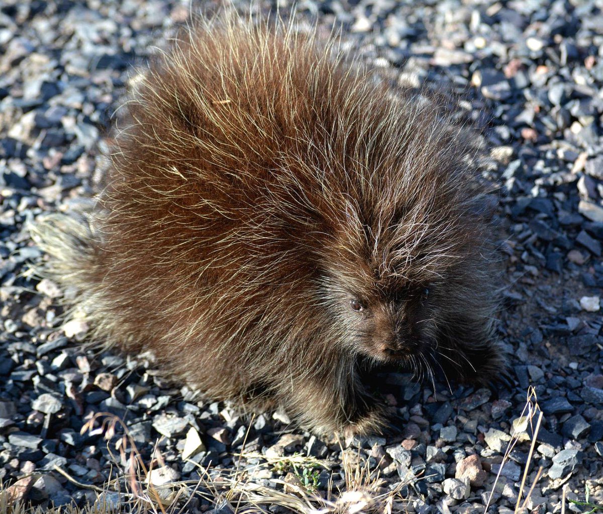 U.S. Fish and Wildlife Service tweet media