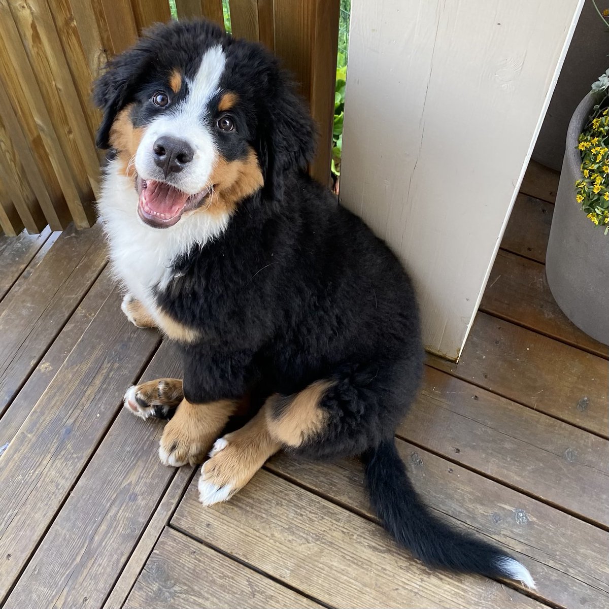 EV_Enget's tweet photo. Borghild, now a 14.5 kgs puppy. #bernerlife #dogsoftwitter #bernersennen #bernesemountaindog https://t.co/pAvvRmmynS
