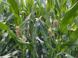 Al_Shep10's tweet photo. Corn Fungicide Spraying Season! Time to get out scouting those fields so we can protect the crop. Get your name on the list for application. @SylviteAg 
#ontag https://t.co/theuApBWJU