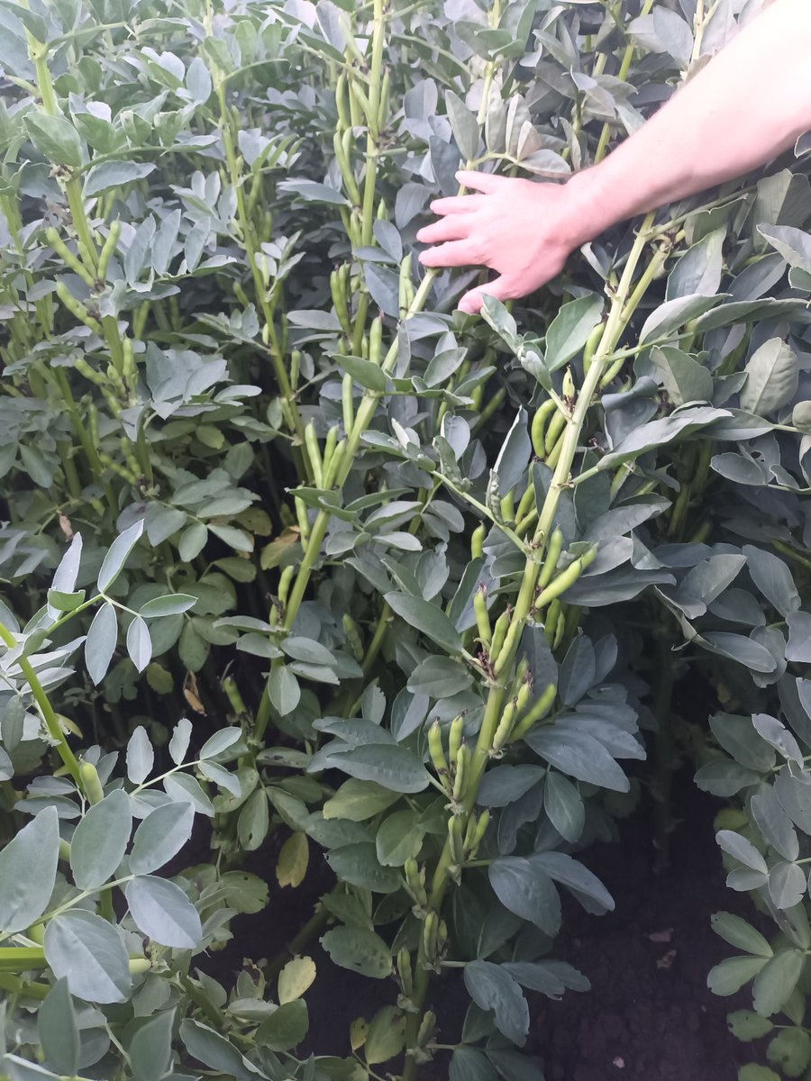 Harry Waudby tweet media