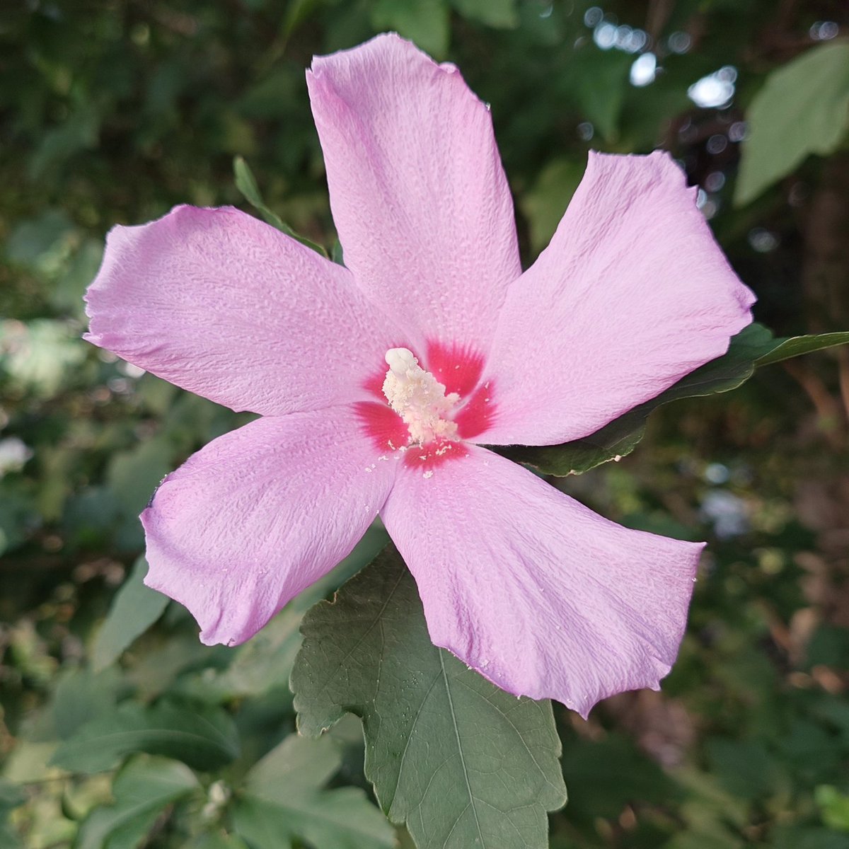 piroenergy's tweet photo. 扇風機の羽のよう🌺ムクゲ@平和の森公園
#fanblade #treeflowers #dailysmallhappiness #扇風機 #樹木の花 #毎日の小さな幸せ #ムクゲ https://t.co/7XWvIZHVkZ
