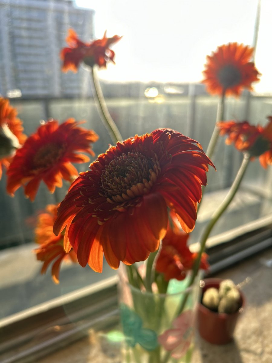 rinetteakeem's tweet photo. I never thought I would like flowers, I ate flowers as a child. https://t.co/vnyJ72Zat1
