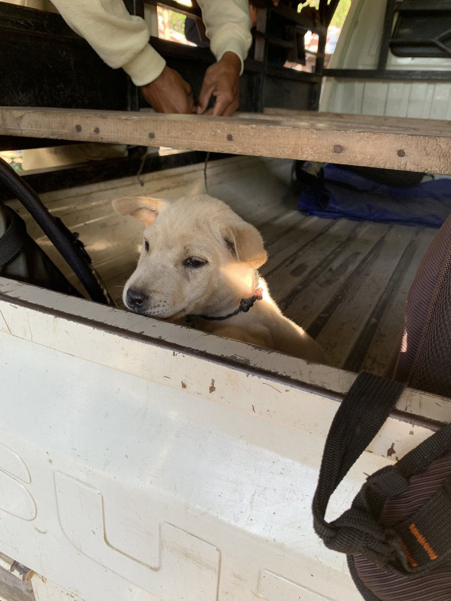I can also recommend a field puppy for some extra chaos. Pantene loves digging (but never in the right spot), fishheads and naps.