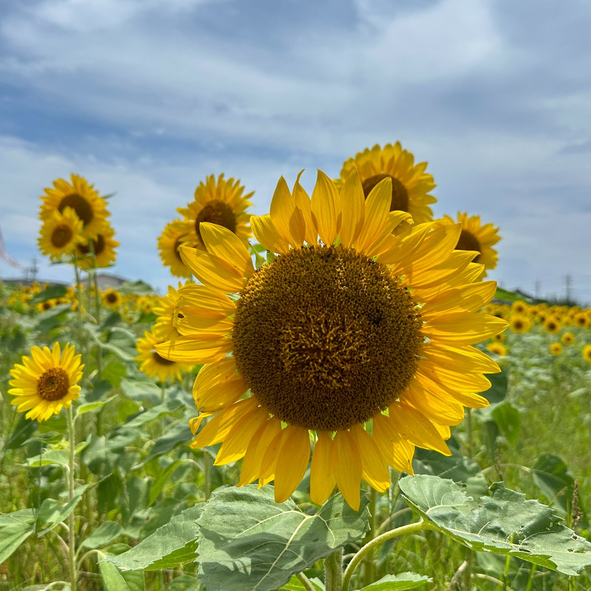 tjmonline's tweet photo. おはようございます😄
7月19日金曜日
浜松市中央区の天気は☁️
最高温度32℃最低温度26℃の予報です。

本日の心がけ
🔷相手を気遣いましょう
では、今日も一日宜しくお願いします🍀
#浜松市
#企業公式が毎朝地元の天気を言い合う
#企業公式つぶやき部 
#企業公式  
#企業公式冬のフォロー祭り 
#企業公式が朝の挨拶を言い合う 
#企業公式さんと繋がりたい