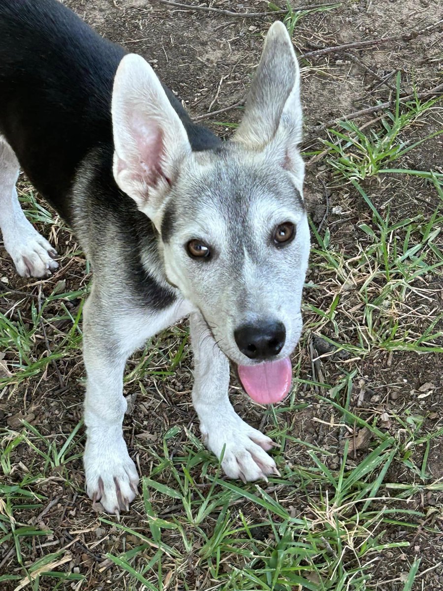 Dallas Dog - Rescue.Rehab.Reform tweet media