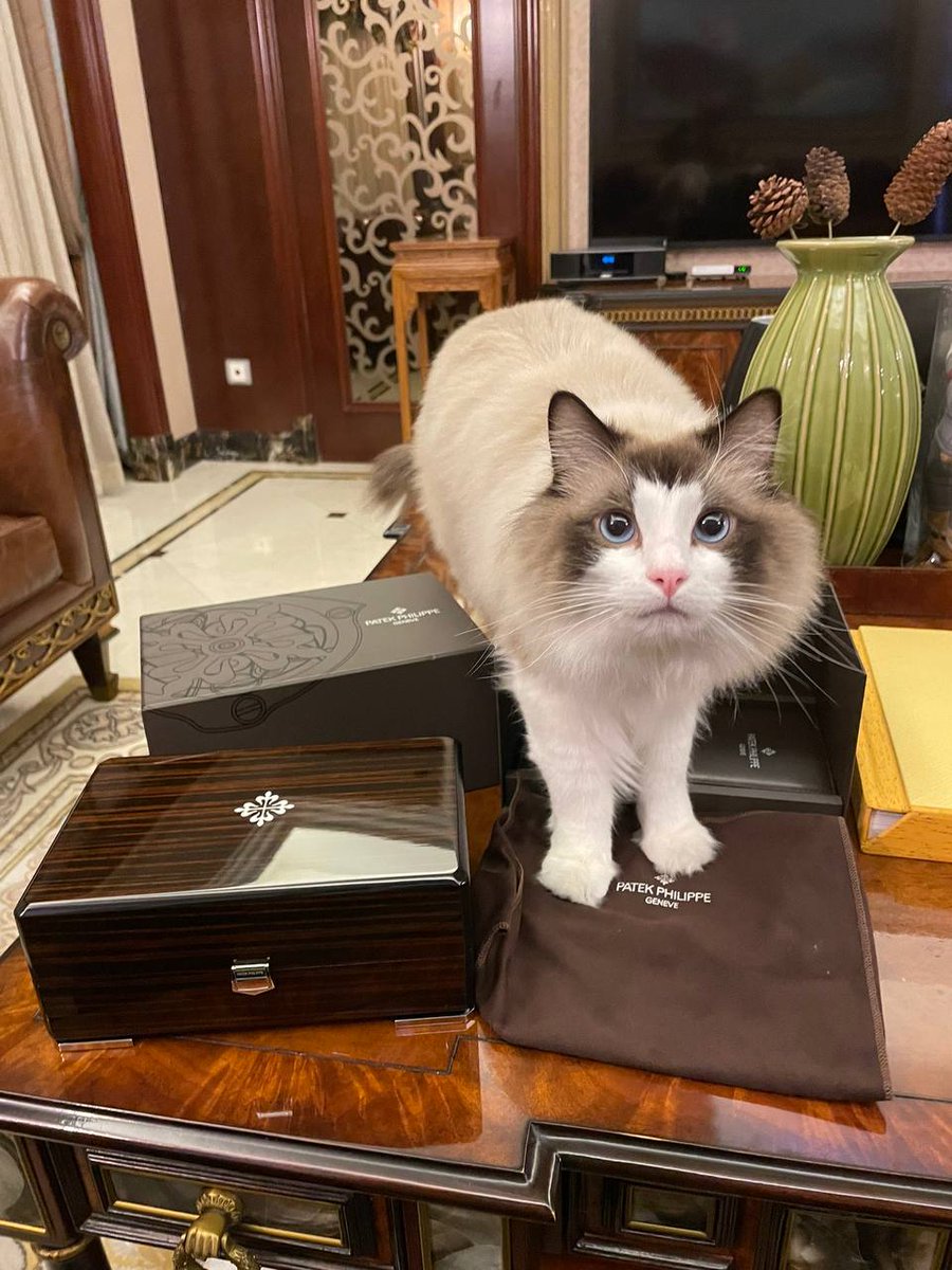 SloothorerzZpy's tweet image. Me: ⳿Trying  to ᠍be  productive. ﾞMy ᠍cat: ‍Knocking ᠎everything off ‍the ᠍desk. ‍😹 ᱸWho ​else  can ​relate ﾠto the  daily ﾞstruggle ​of  living ​with  a ‍mischievous furball? ﾞ#CatLife ‍#WorkingFromHome