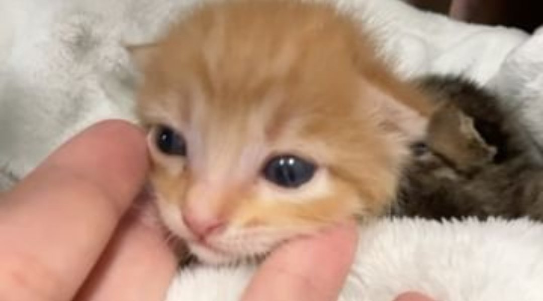 stickydacat's tweet photo. LIFE...IS ROBLOX https://t.co/KB3XrFd9ER