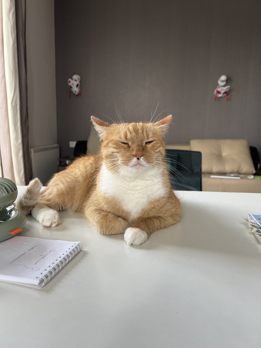 PyshkinDmitriy's tweet photo. Как называть кошку лишь бы не по имени. Ультимативный сборник всех прозвищ и наименований любимой котихи. Поехали https://t.co/rgM4T8CLUa
