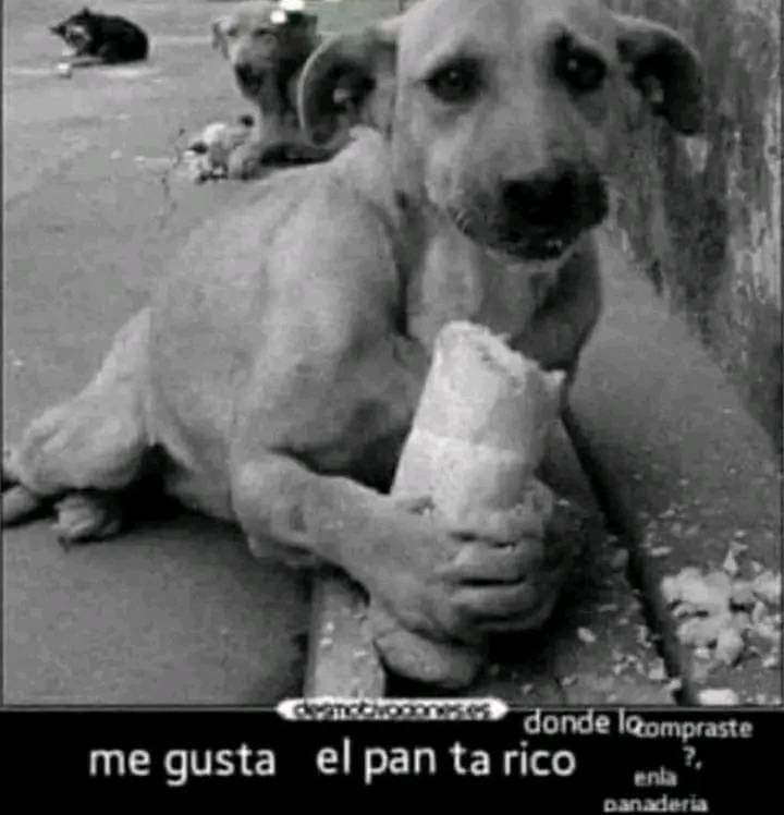 Josem tweet media
