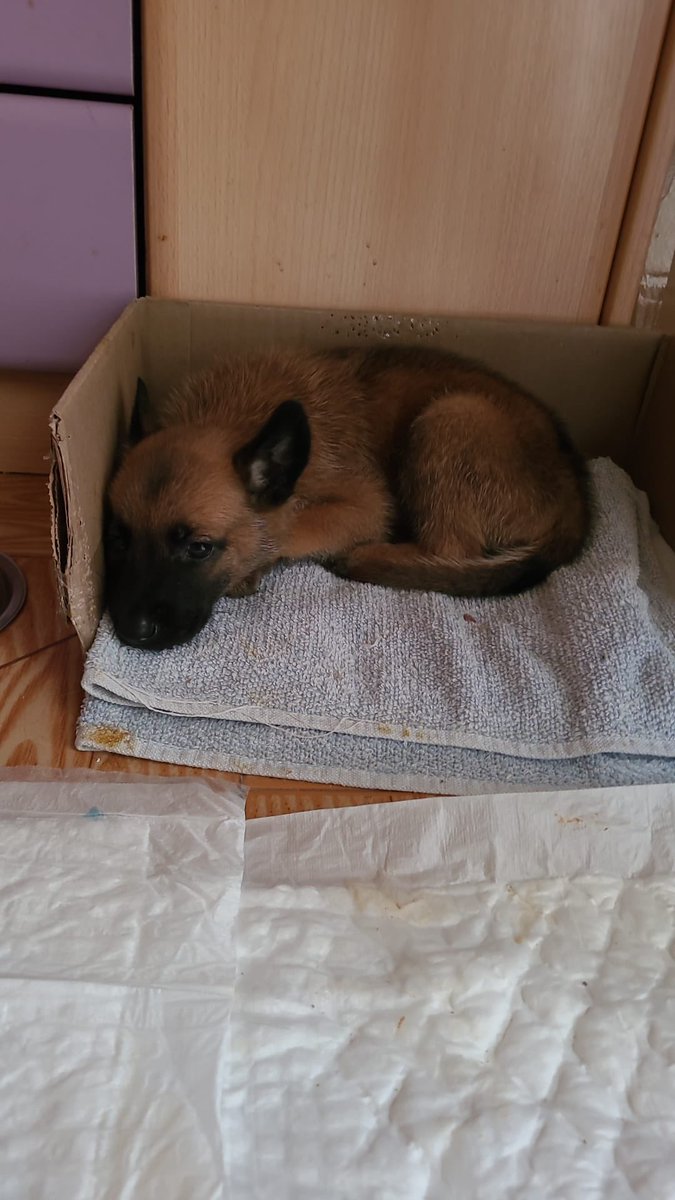 asociacionAPAX's tweet photo. 💜Esta es Candy, una bebé de 1 mes y ya sabe lo que es el abandono.Tras aviso de la policía local la hemos tutelado.
▶️Los cuidados de nuestra nodriza no han sido suficientes y la hemos ingresado porque está bajita de tensión y diarrea.
¿Quien abandona un bebé? #StopMaltrato https://t.co/3012l9dDNp