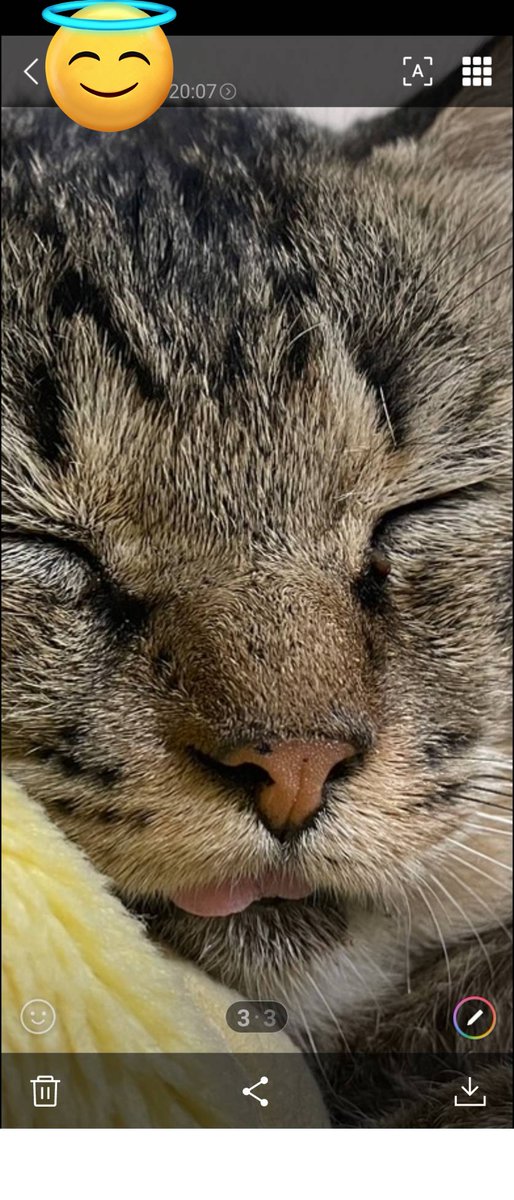 nyankoloveeee's tweet photo. ぐっすり眠ると、つい👅が顔を出す https://t.co/CoxW6A9mG6