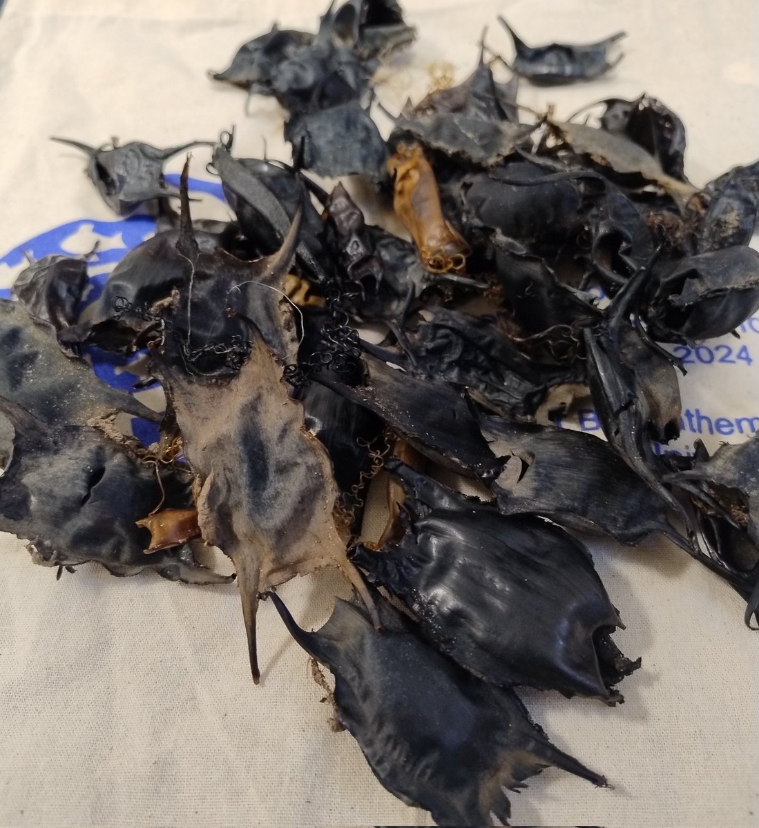 Rachel Mawer (@r_mawer) on Twitter photo Taking advantage of <a href="/ISEC_stats_ecol/">The International Statistical Ecology Conference</a> being right next to the beach with a spot of eggcase hunting! 48 found in 30 mins 🤯 Taking advantage of <a href="/ISEC_stats_ecol/">The International Statistical Ecology Conference</a> being right next to the beach with a spot of eggcase hunting! 48 found in 30 mins 🤯