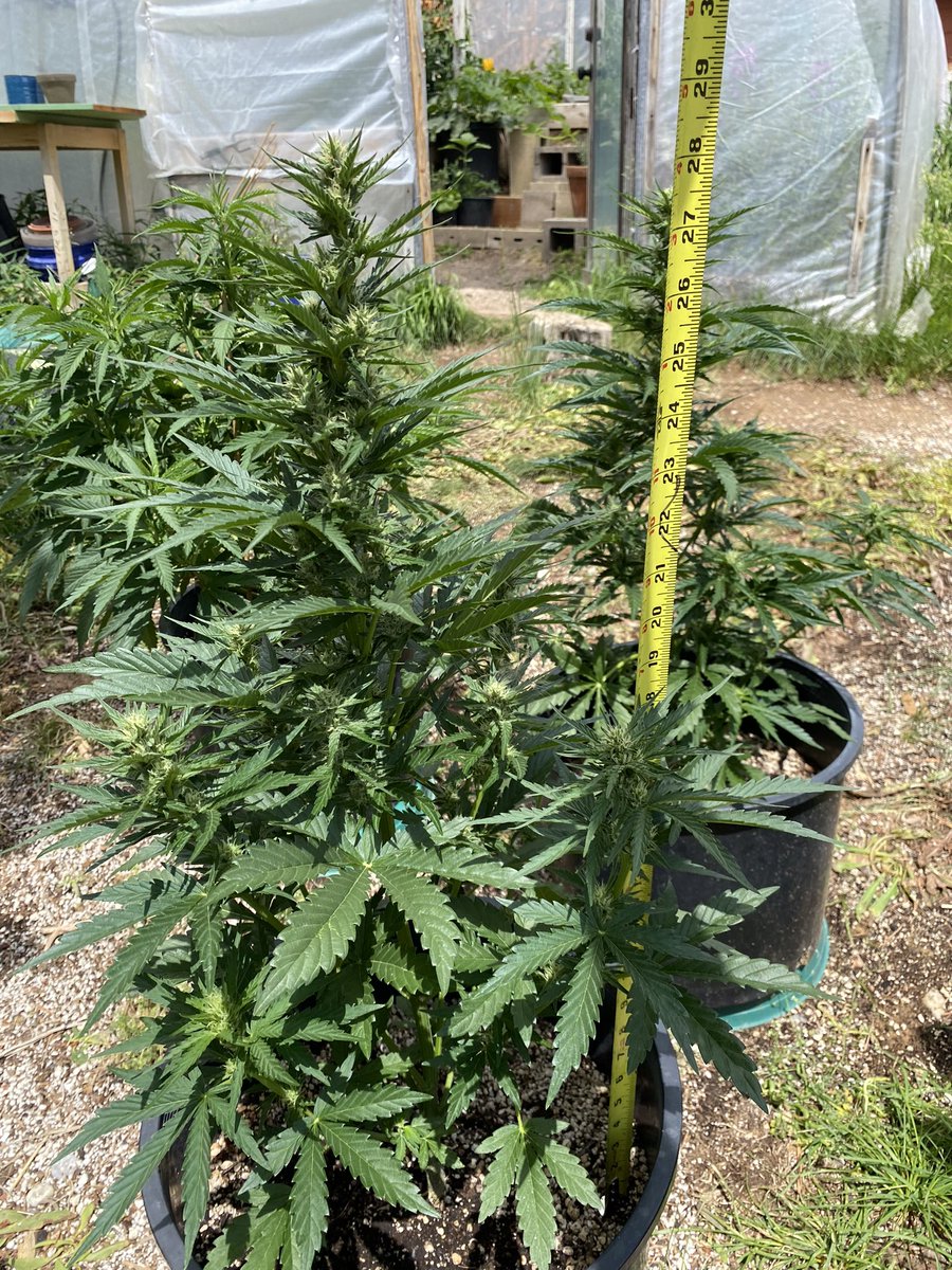 jmo22966085's tweet photo. #Coloradogrowoff  wogxsky and Wog #THCFunkFarm some measurements . The tall ones are Wogxsourpinotpurps and are 2 weeks ahead, j saw about N inch of growth just yesterday. And they are budding , i gave them their 2 of 3 doses of nutes 4 da. #PlantGuyCo #Susumu https://t.co/t2EXb6k3Sk