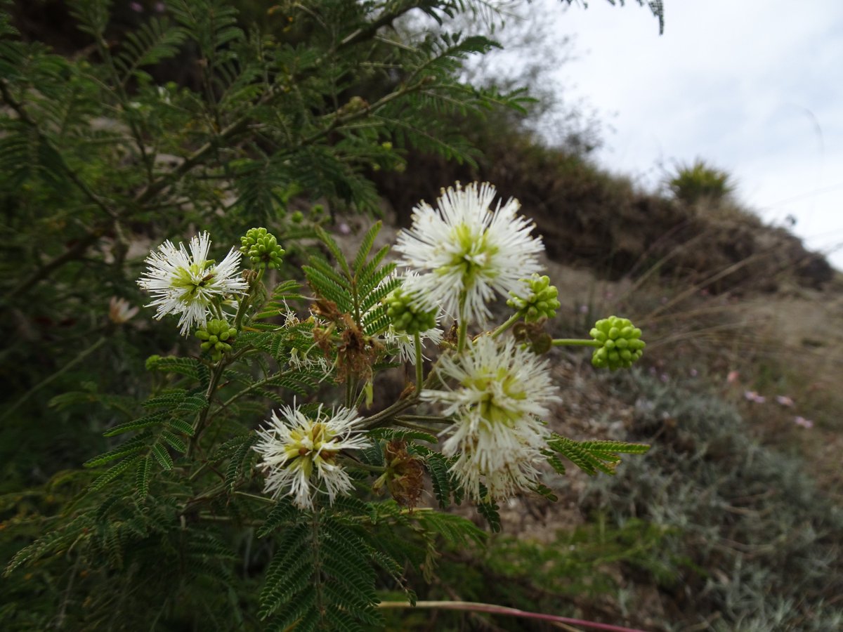 ferchinchin's tweet image. ❝It is better to LOSE ONESELF in PASSION than to LOSE PASSION❞.
⭐  Søren Kierkegaard

 🌿  𝑀𝑖𝑚𝑜𝑠𝑎 𝑞𝑢𝑖𝑡𝑒𝑛𝑠𝑖𝑠 Benth. ➤ 𝙵𝙰𝙱𝙰𝙲𝙴𝙰𝙴.
#Mimosa #Passion