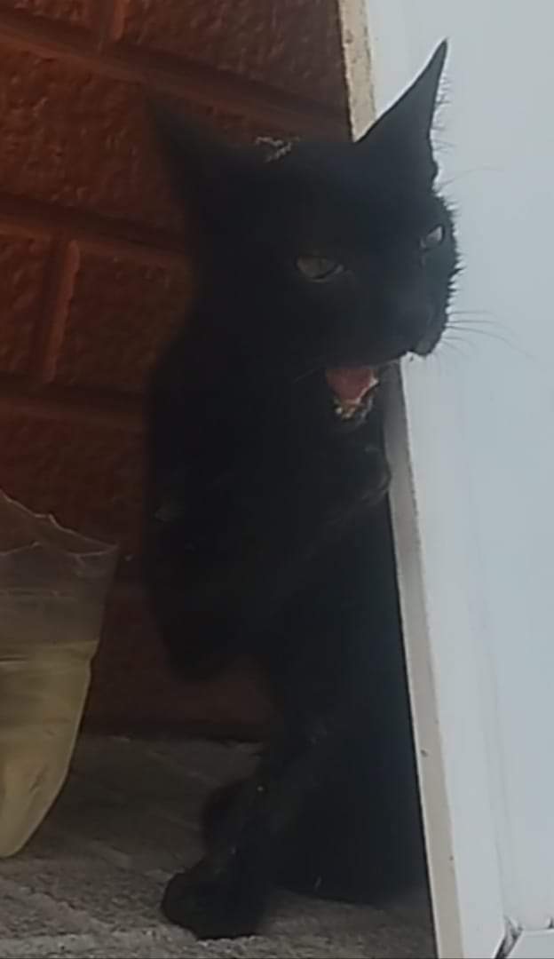Oh no pobrecito 😢
Ayuda muy urgente por favor difundir 🙏
Copio :
❗ URGENTE, GATO CON LA MANDÍBULA COLGANDO ❗

Necesito ayuda, nos acabamos de encontrar a este gato con la mandíbula colgando, parece que le han dado una patada. No puedo acogerlo, tengo muchos animales en casa y