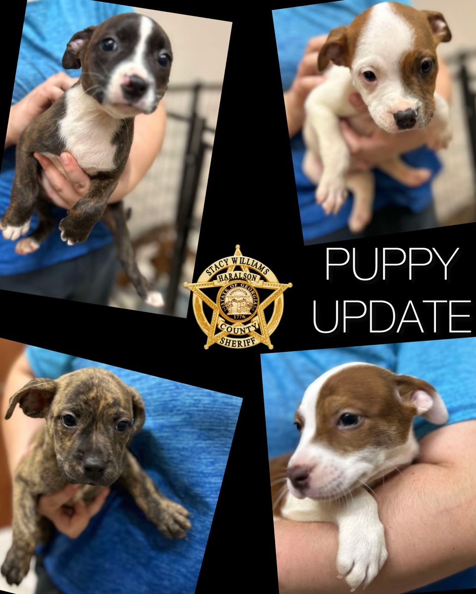 HaralsonSheriff's tweet image. As y’all may remember, back on July 4th, Cpl. Jon Henderson found four puppies that had been thrown out. Sadly, no one has claimed them so they are now up for adoption. Heartbreakingly, there are 20 puppies in need of adoption at the Haralson County Animal Shelter. 

#HCAS
#HCSO