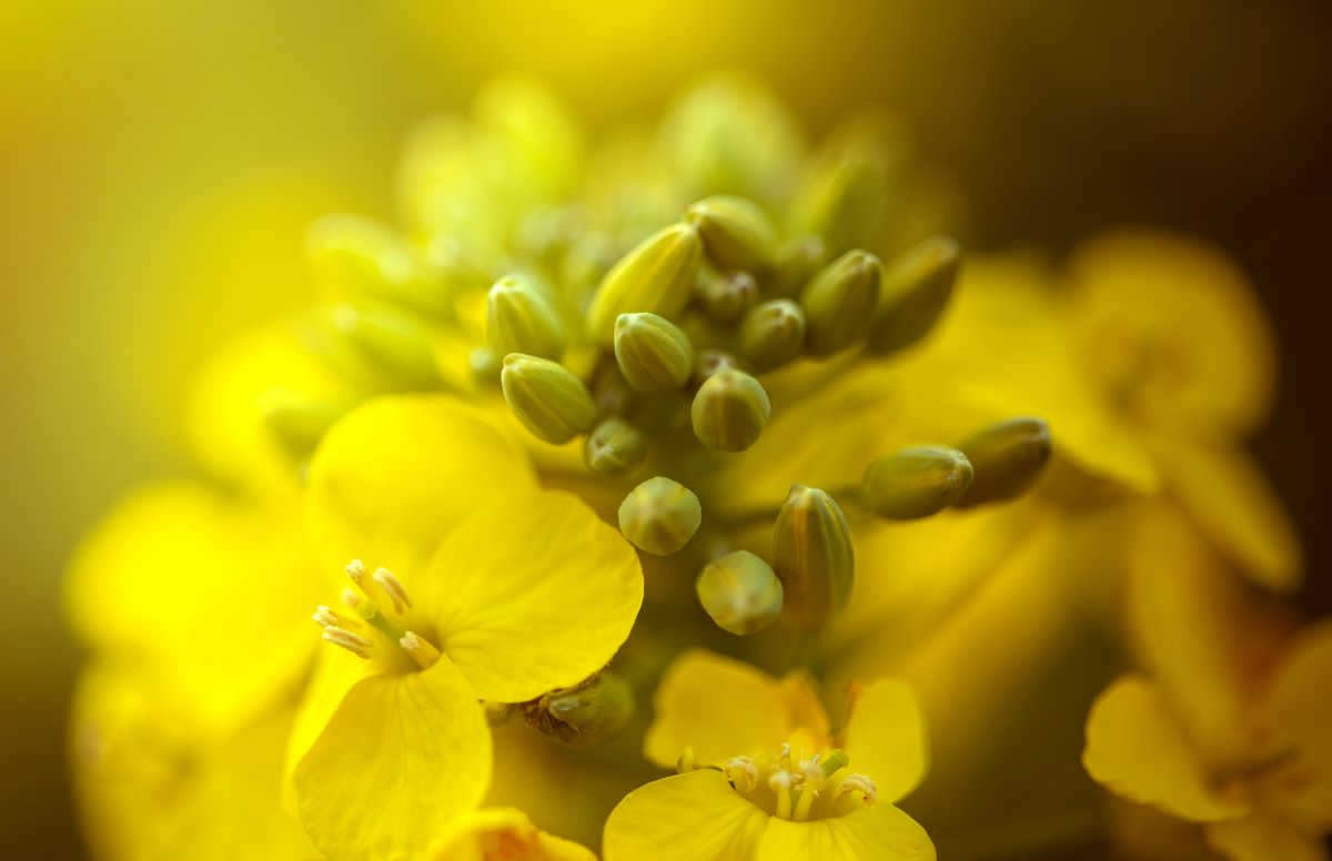 Nufarm’s seed technologies platform (Nuseed) acquires license to Omega-3 assets from Yield10.

Read more: bit.ly/4daYAMh